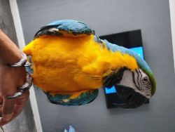Energic Talking Macaw Parrots For Families