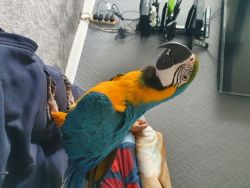Talking Macaw Parrots For Homes...xxx xxx xxx7