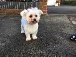 Ready Now, Kc Reg Maltese Puppies, Boys And Girls