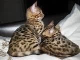 Margay Available