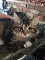 Pacific Northwest Maine Coon Kittens available