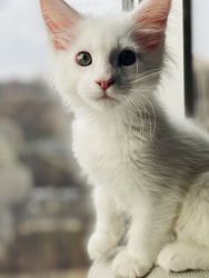 All white Maine Coon