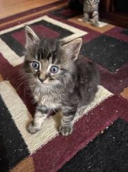 Maine coon Kittens ready for new homes