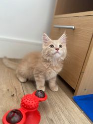 Purebred Maine Coon kittens