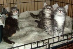 NHVF Maine coon kittens