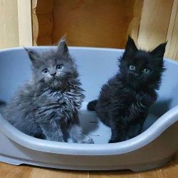 Charming Male and Female Maine Coon Kittens for Adoption