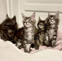 Adorable Maine coon kittens