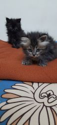 Maine coon kittens for sell