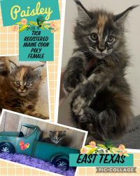 TICA REGISTERED MAINE COON KITTENS