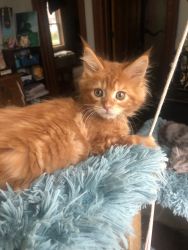 Tica registered Maine coon kittens