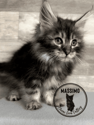 Purebred maine coon