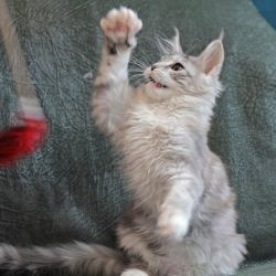 Available Maine Coon kittens for adoption and re-homing