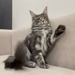 AVAILABLE MAINE COON KITTENS FOR ADOPTION AND REHOMING