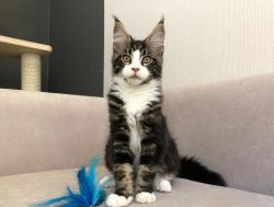Charming Maine Coon Kitten For adoption
