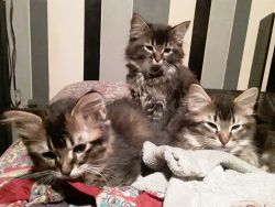 Kittens 10 weeks