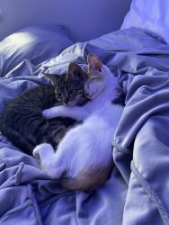 Three kittens needing a good home