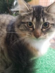Mainecoon Kittens for sale Seattle area