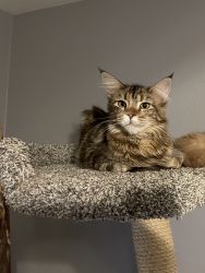 Purebred Maine Coon