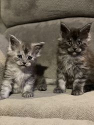 Pure Bred Smoke Maine Coon Kittens