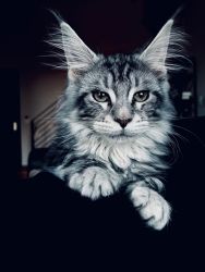 Silver Maine coon