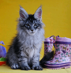 Healthy mainecoon kittens for sale