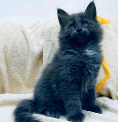 Fluffy mainecoon kittens for sale