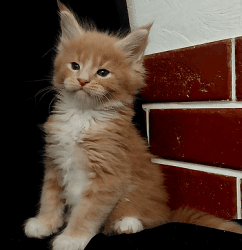 Luxurious mainecoon kittens for sale