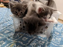 Super cute Maine Coons Kittens Available