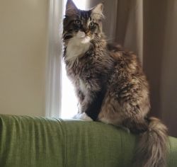 Maine Coon Bombay Kittens