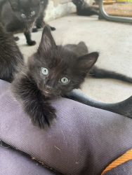 5 Black Kittens