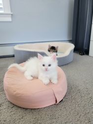 3 available Purebred Maine Coon Kittens