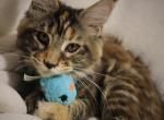 Maine Coon Kitten, Purbred, Pedigreed
