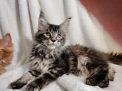 Maine Coon Kitten Purebred Pedigreed