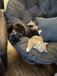 Maine Coon brothers for sale
