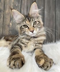 Female Maine coon