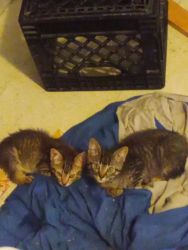 8wk purfect kittens