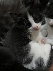 Maine Coon with part Tuxedo Kittens