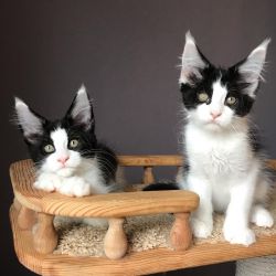 Maine Coon Kittens Currently Available For Sale
