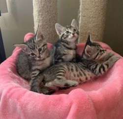 Maine Coon/Bengal mix kittens