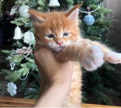 Maine Coon Kitten For Sale.