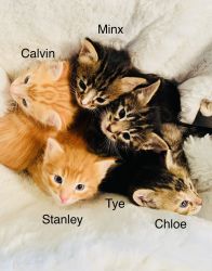 Beautiful Maine Coon Kittens