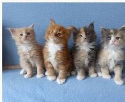 Adorable Maine coon kittens