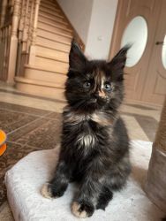 Maincoon kittens for adoption