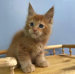 Maine Coon kittens For Sale