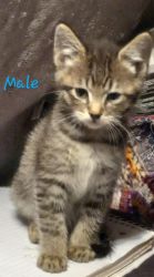 Male Maine Coonoon kitten