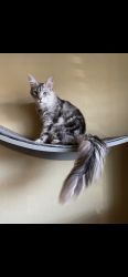 Maine Coon Male