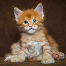 Cute maine coon kittens for sale