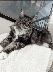 Maine coon, 4 y.o