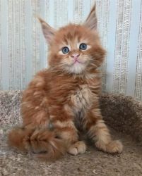 PUREBRED MAINE COON KITTENS