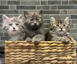 Maine Coon Mix Kittens